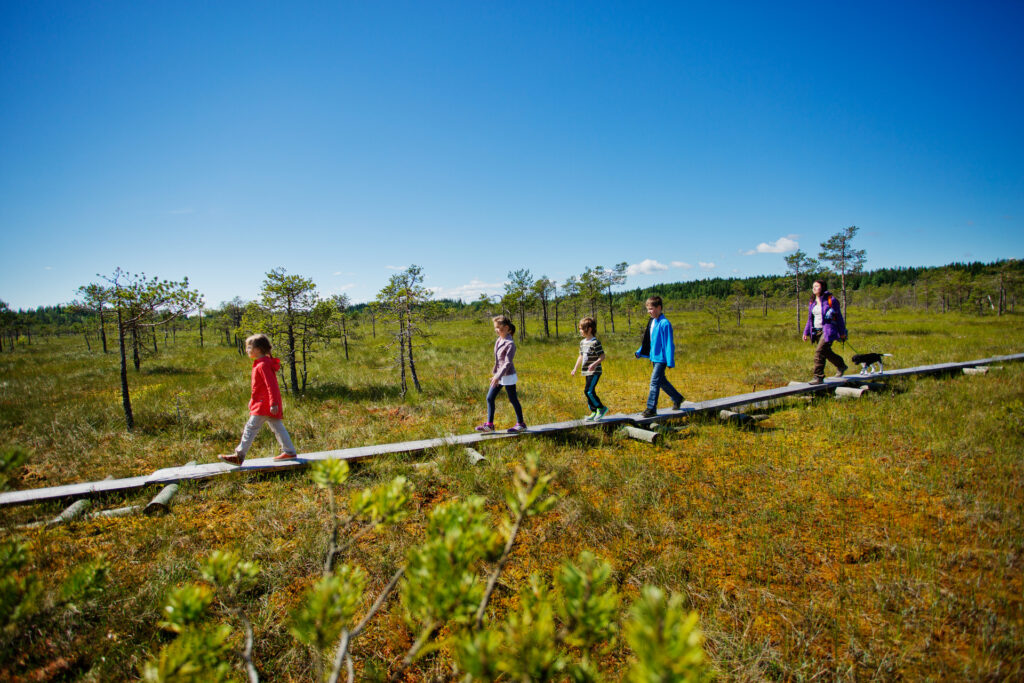 Neljä lasta, aikuinen ja koira kävelevät pitkospuilla suolla.