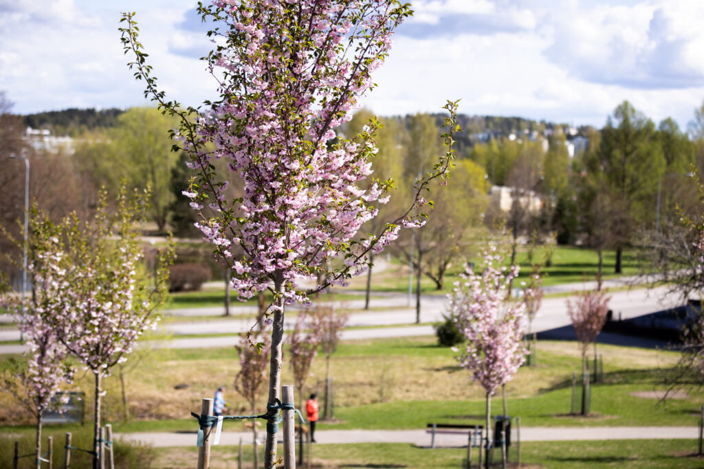 Kukkivia kirsikkapuita Lahden Kirsikkapuistossa.