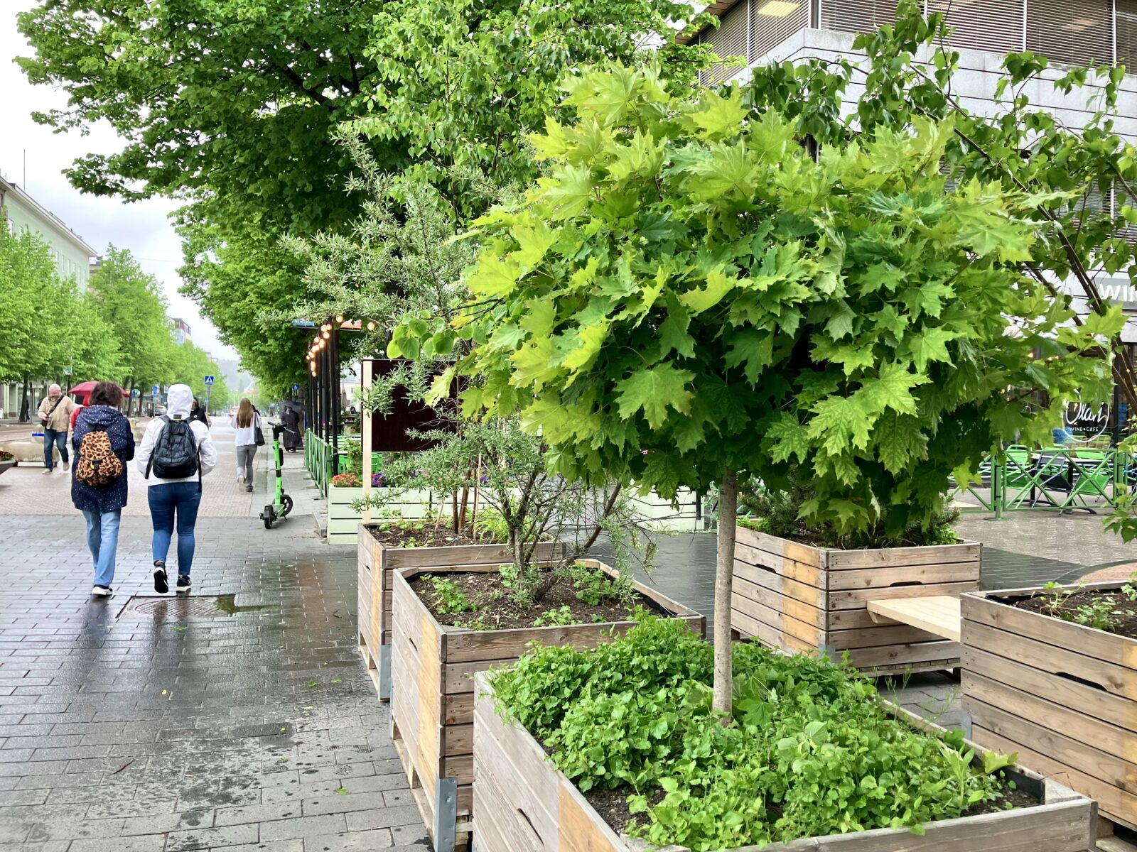 Aleksanterinakdulle on tuotu suuria puisia laatikoita, joissa kasvaa vaahtera, mänty ja muita metsäluonnon kaltaisia kasveja. Laatikoiden välissä on penkki, jolle voi istua nauttimaan vehreydestä.