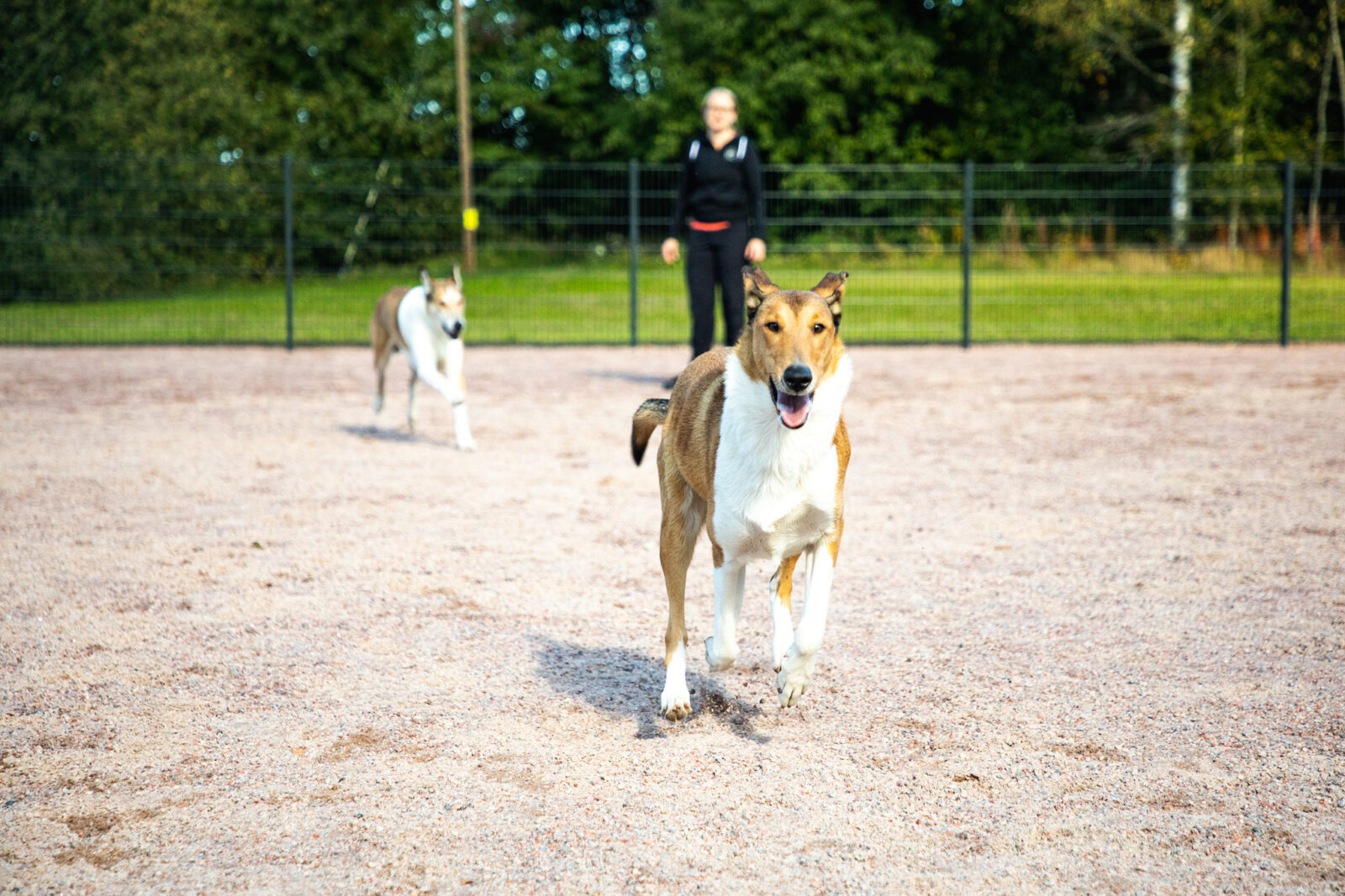 Energinen koira juoksee vapaana kohti kameraa koirapuistossa. Taustalla näkyy nainen ja toinen vapaana juokseva koira.